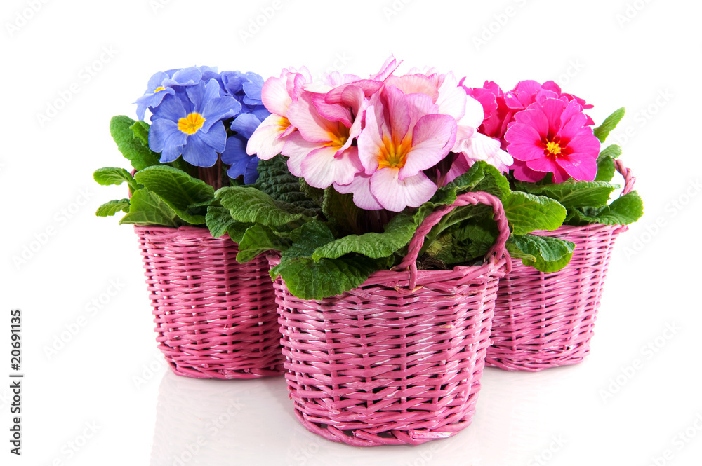 Obraz premium Primulas