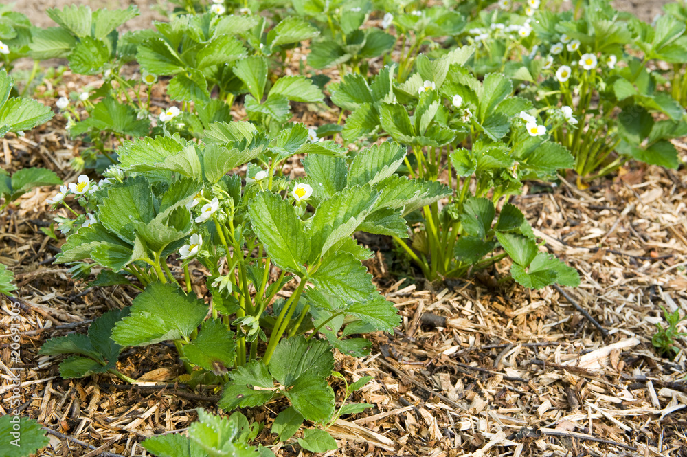 Obraz premium Young strawberry plants