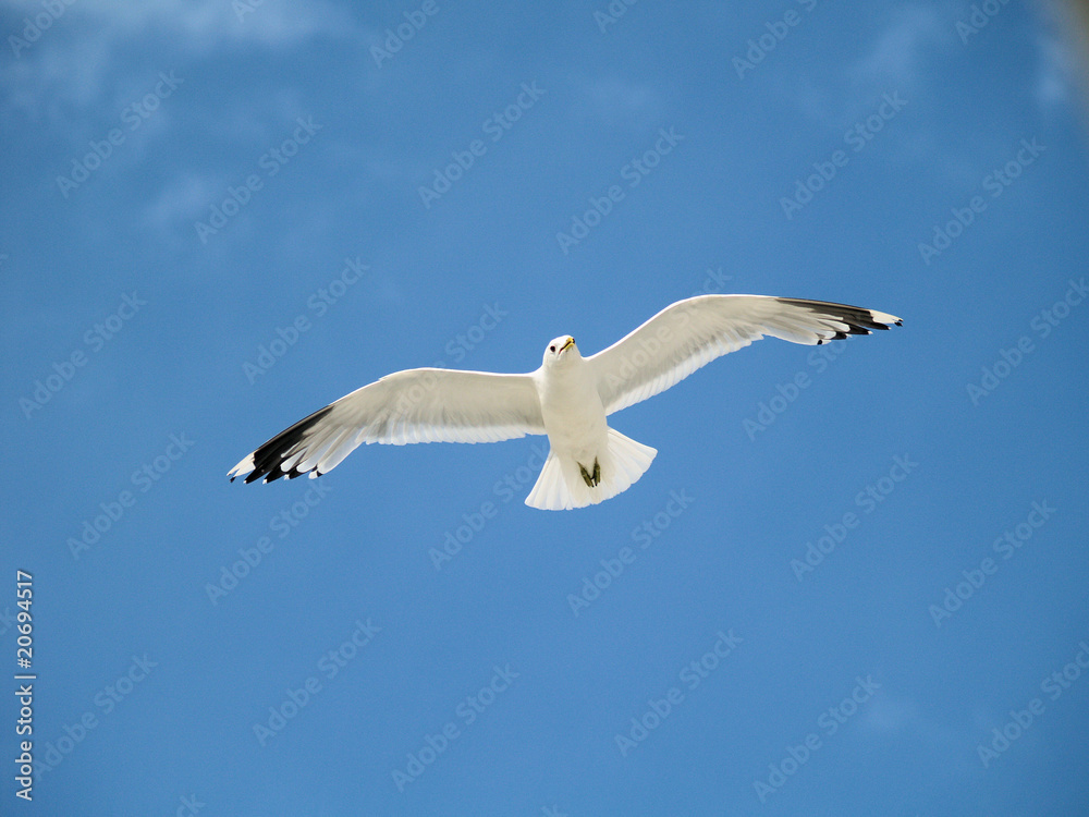 Obraz premium Frei............