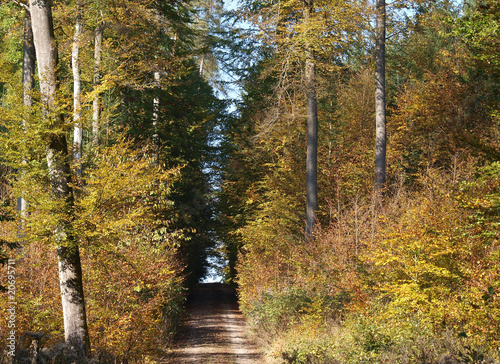 Waldweg photo