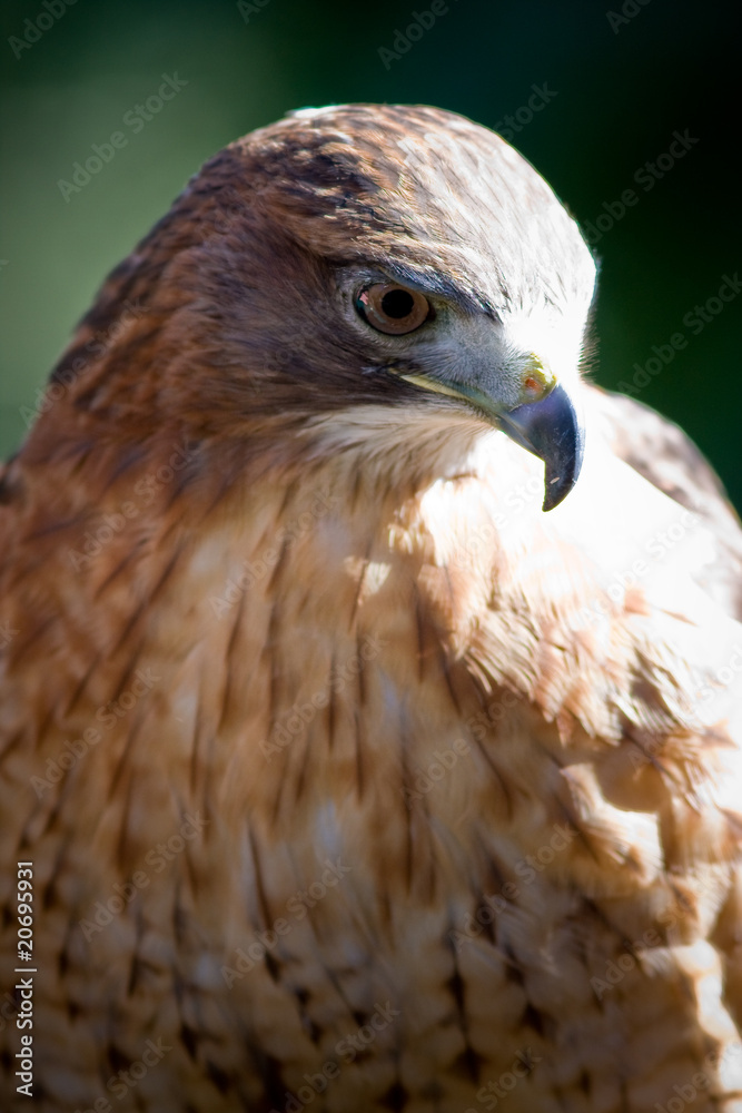 Hawk Hawk