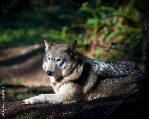 Gray wolf © Jean-Edouard Rozey