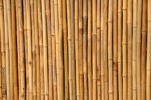 Fototapeta Naklejka Na Ścianę i Meble -  Bambus Trennwand