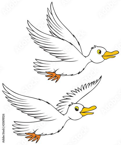 flying sea gulls