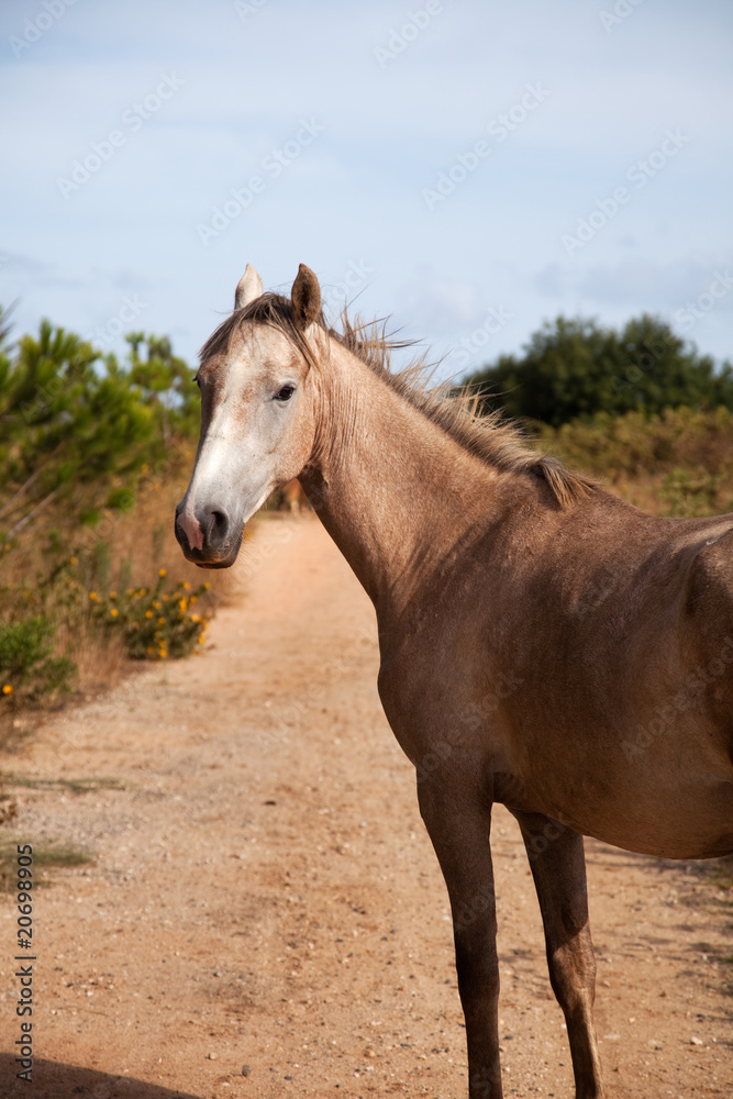Fototapeta premium Horse in the path