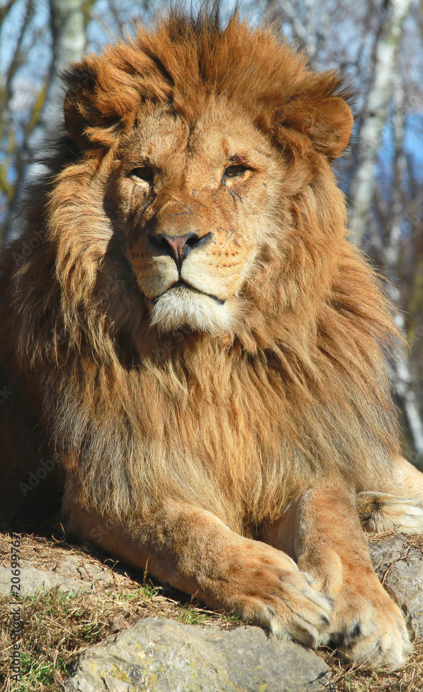 leone leone