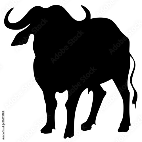 silhouette of african buffalo