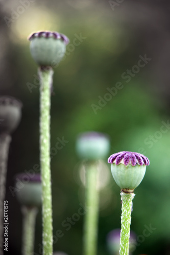 Poppy seeds