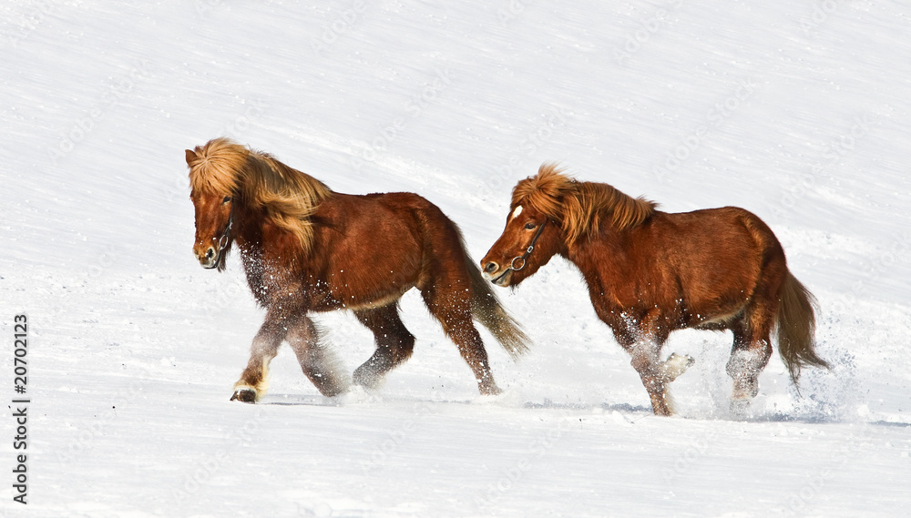 Obraz premium Isländer