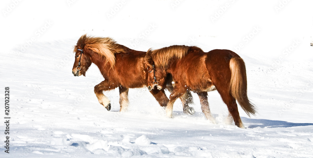 Obraz premium Isländer