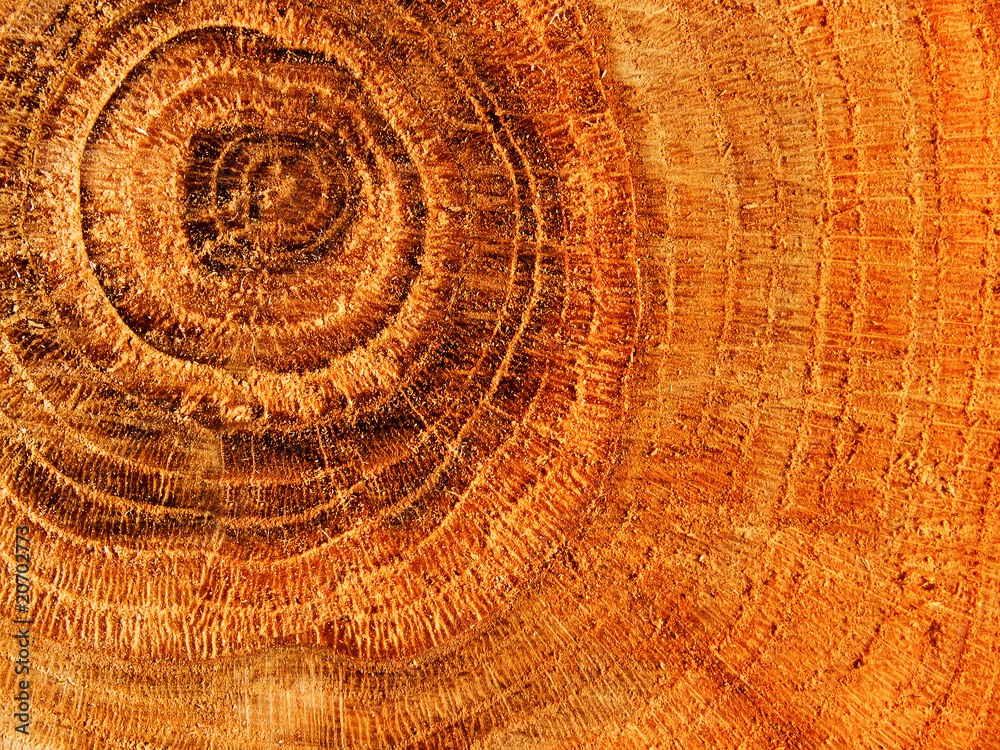 Fototapeta premium Textures tree oak
