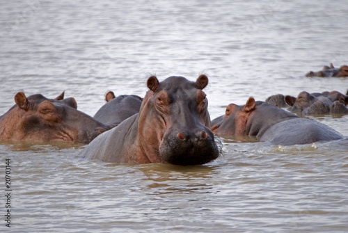Hippos, Selous National Park, Tanzania