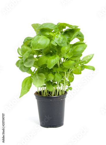 fresh basil plant over white background