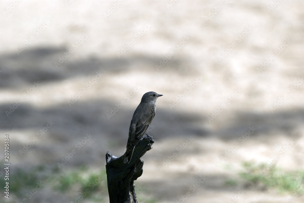Obraz premium Sniffling cisticola, Selous National Park, Tanzania