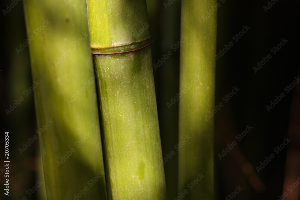 Obraz premium tiges de bambou 1