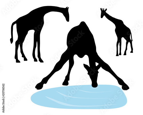 Giraffen an der Tränke