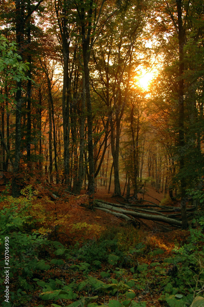 Fototapeta premium Solar beams making the way through a fog