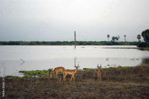 Impalas  Selous National Park  Tanzania