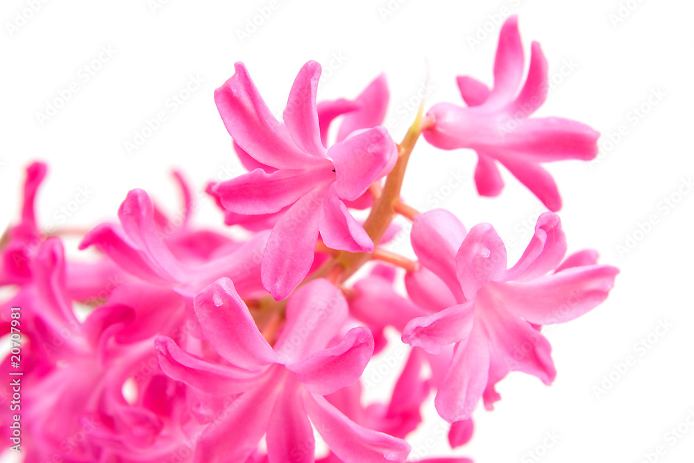 Pink hyacinth flower in closeup over white background