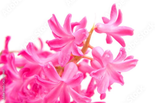 Pink hyacinth flower in closeup over white background