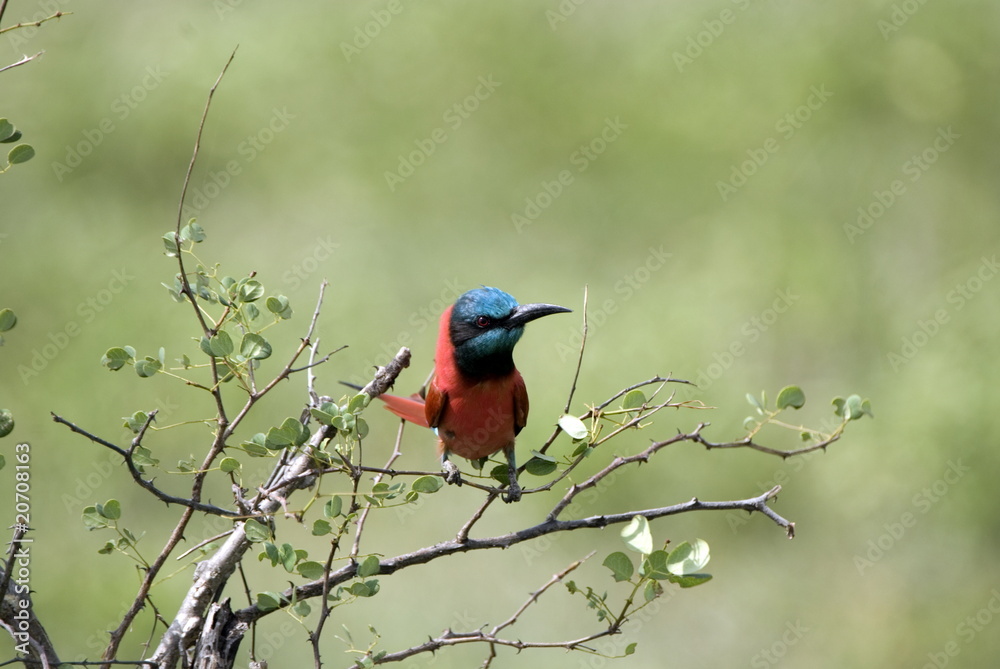 Southern Carmine Bee-eater, Selous National Park, Tanzania