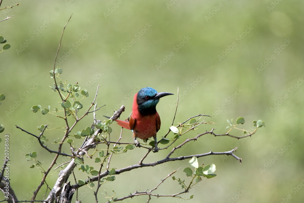 Obraz premium Southern Carmine Bee-eater, Selous National Park, Tanzania
