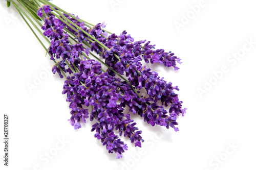 Lavender over white background