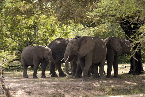 Elephants  Selous National Park  Tanzania