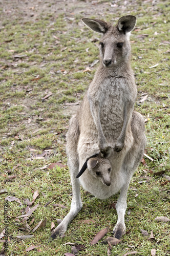 pouch