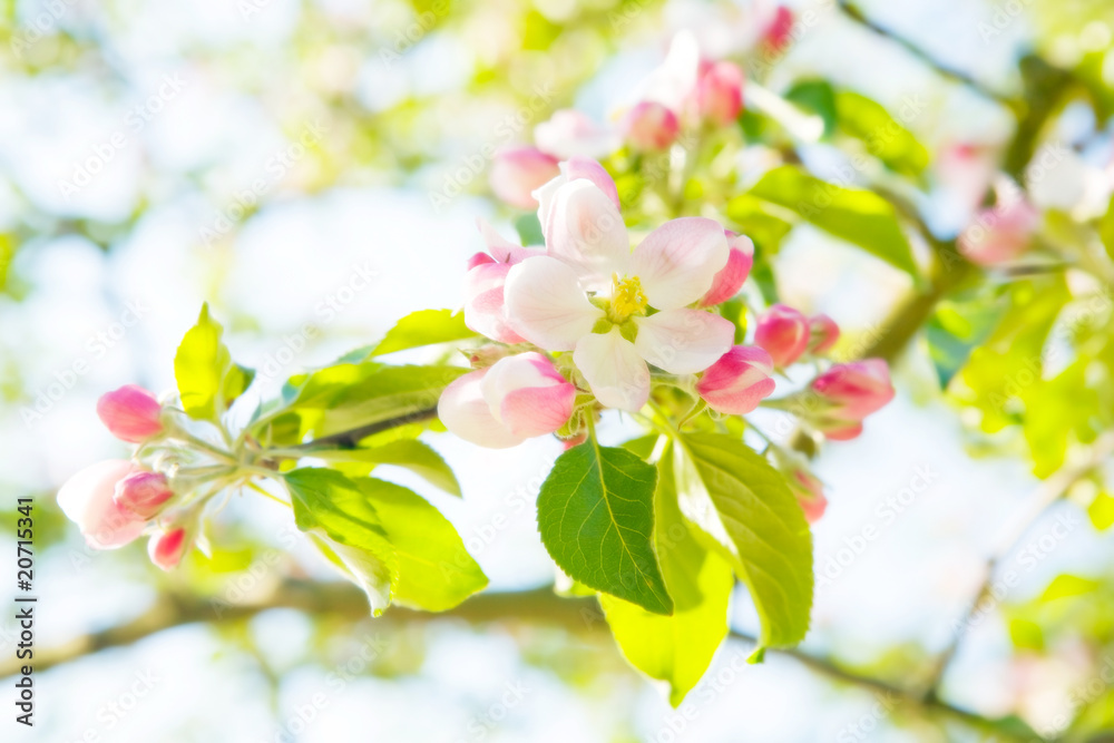 Obraz premium cherry blossoms