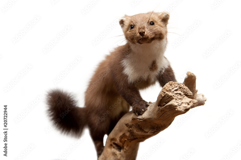 Obraz premium Fouine