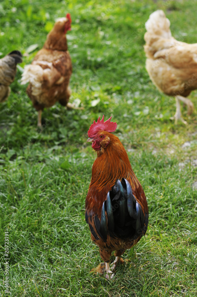 Fototapeta premium Kurczaki z wolnego wybiegu