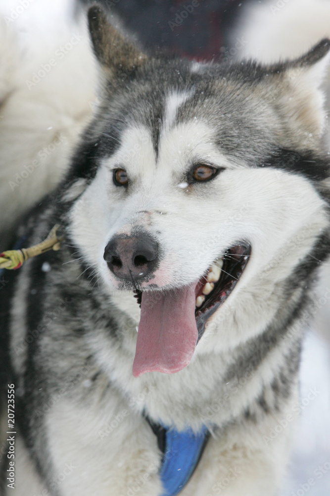 Husky