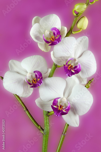 Fototapeta Naklejka Na Ścianę i Meble -  Orchidée blanc 3