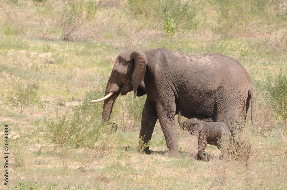 Fototapeta premium Mutter Baby elefant