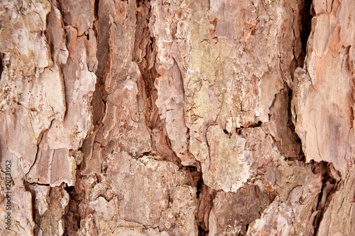 Tree Bark