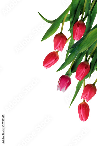 fiori di primavera
