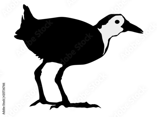 silhouette of water hen