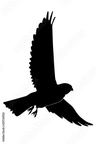 silhouette of kestrel photo