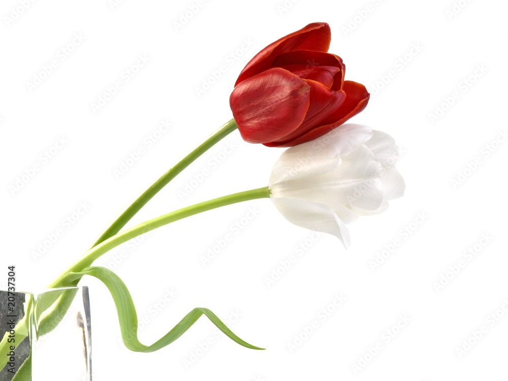 Fototapeta premium Tulpen