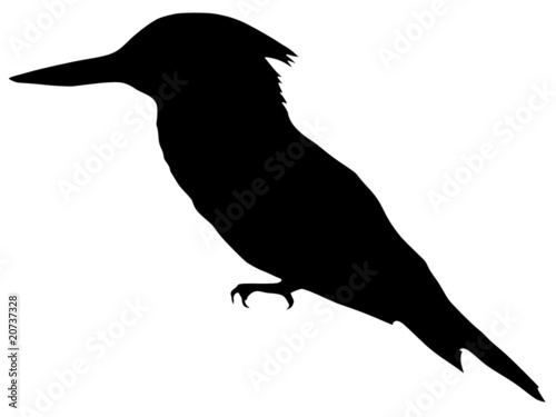 Obraz na plátne silhouette of kingfisher