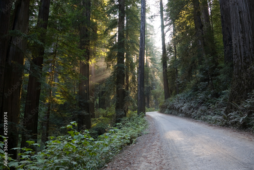Straße Redwood Nationalpark