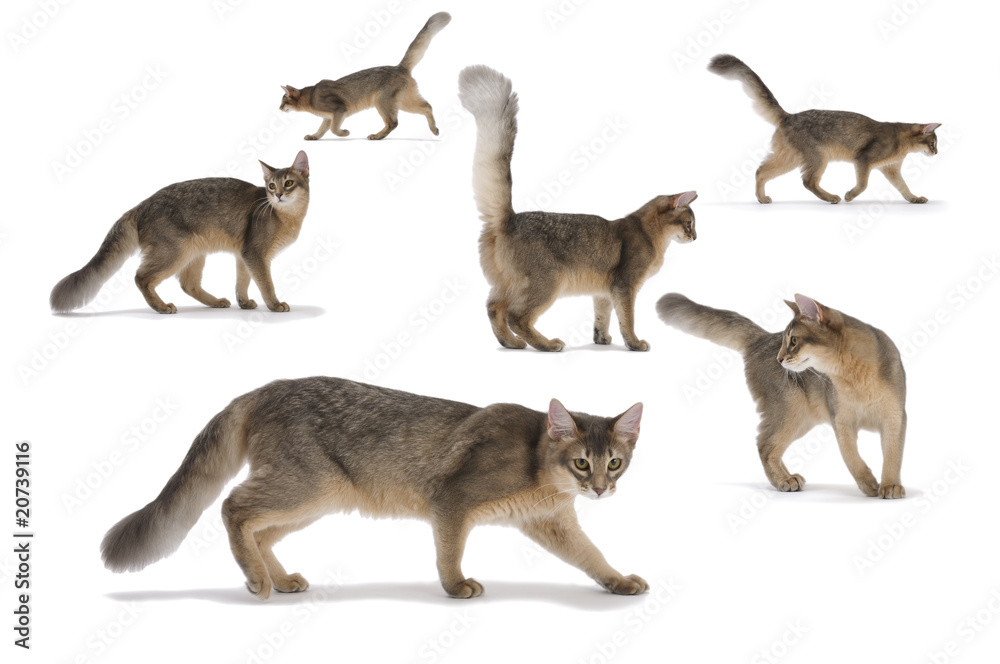 Fototapeta premium s-02