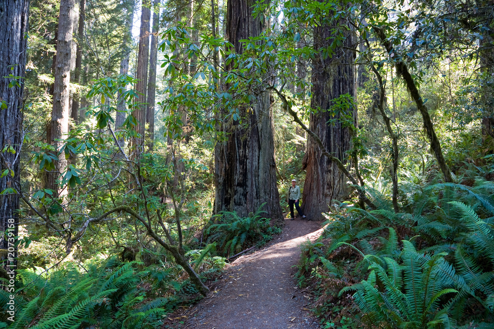 Obraz premium Redwood Nationalpark USA