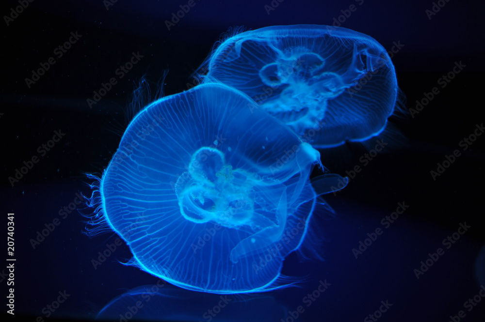 Obraz premium jellyfish