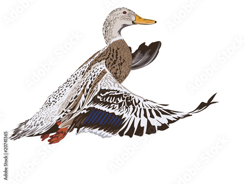 flying mallard duck