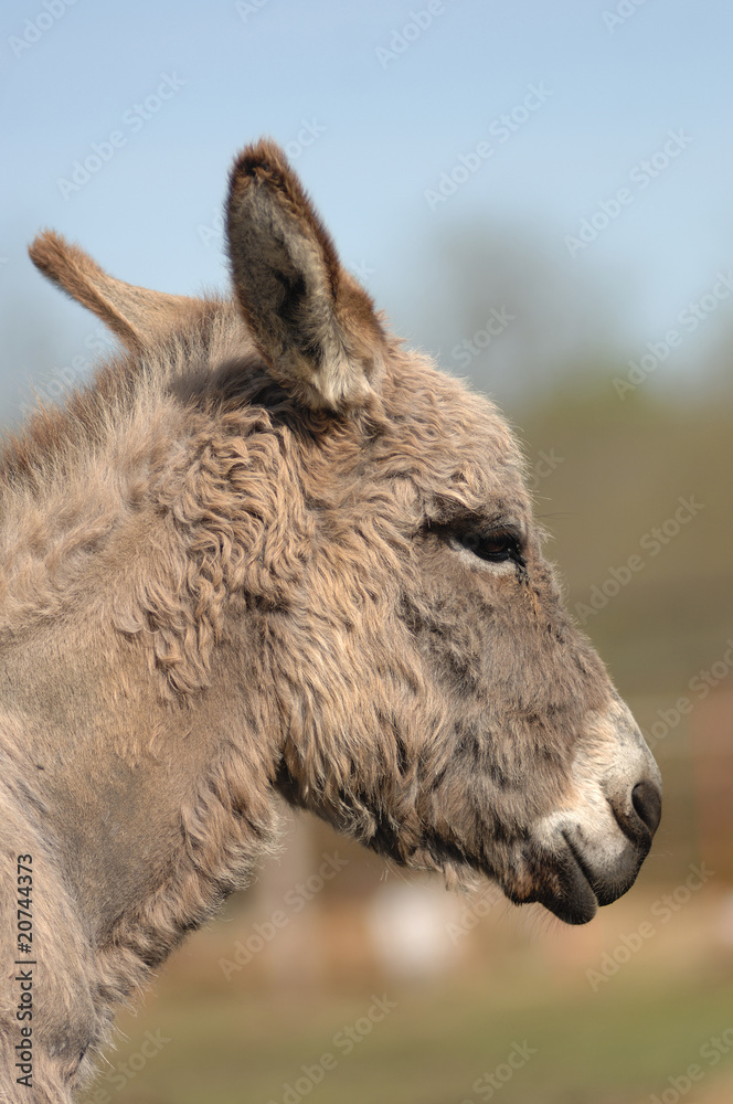Fototapeta premium âne
