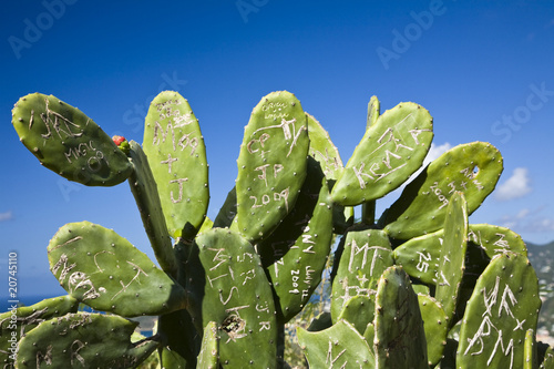 Tropical Cactus photo