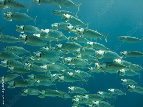 Open Mouth - School of Indian Mackerels