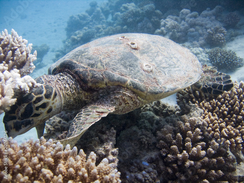 Sea Turtle